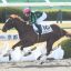 【新馬戦2018】Load to クラシック｜加速力が違ったシヴァージが断然人気に応える！！