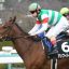 【マーガレットステークス 2018】回顧|アンフィトリテがレースセンスが光る勝利!! 【マーガレットステークス 2018】回顧|アンフィトリテがレースセンスが光る勝利!!