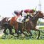 【新馬戦 2019】回顧｜大波乱を制したエイシンゾーンの今回はフロックなのか！？