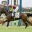 【9月22日・メイクデビュー中山】評判馬・ルガールカルム快勝