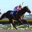 【根岸ステークス2018】サイン予想｜「歴史は繰り返す！！」から注目馬を紐解く！！