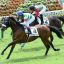 【クロッカスステークス 2019】回顧｜好位追走から抜け出しディキシーナイト快勝！！