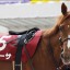 【ジャパンカップ 2015】ペルーサは血統的に激走の可能性あり！【血統】
