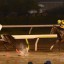 【チャンピオンズカップ 2015】ノンコノユメは正夢か？穴馬を事前予想！！