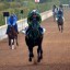 【朝日杯フューチュリティステークス 2015】1戦1勝リオンディーズはデータ的に厳しい？