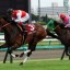 【有馬記念 2015】有馬記念では牝馬は厳しい?ショウナンパンドラは? 【有馬記念 2015】有馬記念では牝馬は厳しい?ショウナンパンドラは?