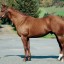 【種牡馬】サウスヴィグラス産駒はダート短距離！人気薄でも関係なし！