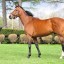 【種牡馬】ハービンジャー産駒のプロフェットが京成杯を勝利！どんな産駒？