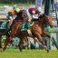 【アメリカジョッキークラブC 2016】ディサイファは堅軸なのか！？穴馬を事前予想！！