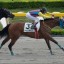 【根岸ステークス 2016】紅一点アンズチャンが一足先に桜を咲かす!穴馬を事前予想!! 【根岸ステークス 2016】紅一点アンズチャンが一足先に桜を咲かす!穴馬を事前予想!!