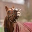 【フェブラリーステークス 2016】人気馬の危険度ランキングを予想！1位は○○だ！