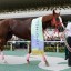 【南部杯 2015】ベストウォーリア、プロキオンS連覇で視界良好！！