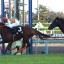 【オーシャンステークス 2016】高松宮記念の切符を賭けてネロが三浦皇成と挑む！穴馬を事前予想！！