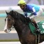 【中日新聞杯 2015】ヒストリカルが大舞台に向けて光る！穴馬を事前予想！！