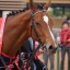 【高松宮記念 2016】アルビアーノなど人気馬の危険度を考察！穴馬を事前予想！！