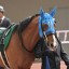 【ニュージーランドトロフィー 2016】レインボーラインがNHKマイルCへ架け橋を作るか！？穴馬を事前予想！！