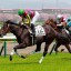 【京都新聞杯 2016】エルプシャフトが超良血の勇姿を魅せてくれるか！？穴馬を事前予想！！