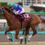 【目黒記念 2016】クリールカイザー復帰2戦目の状態に注目！大穴馬を事前予想！！