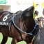 【京都ハイジャンプ 2016】ウォンテッド万全の状態で臨む1戦に注目！穴馬を事前予想！！