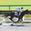 【ユニコーンステークス 2016】ストロングバローズが交流重賞に向けて！軸馬を事前予想！！