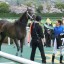 【プロキオンステークス 2016】重賞初制覇に向けてキングズガードが挑む！データ分析！！