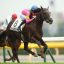【中京記念 2016】サマーマイルシリーズ初戦を制するのは！？予想1番人気はダッシングブレイズ！データ分析！！