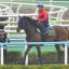 【函館2歳ステークス 2016】ドゥモワゼルがどんな脚質で勝負するのか！？オススメ馬を事前予想！！