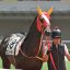 【関屋記念 2016】ケントオー重賞初制覇に向けて！オススメ馬を事前予想！！