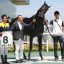 【神戸新聞杯 2016】馬格が良いイモータルに注目！穴馬を事前予想！！