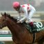 【スプリンターズステークス 2016】ミッキーアイル巻き返しへ！オススメ馬を事前予想！！