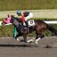 【シリウスステークス 2016】連勝の勢いそのままにアポロケンタッキーか！？オススメ馬を事前予想！！