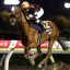 【JBCスプリント 2016】JRA勢出走馬を考察！コーリンベリーなど！！
