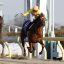 【JBCクラシック 2016】JRA勢出走馬を考察！コパノリッキーなど！！
