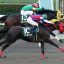 武蔵野ステークス(Ｇ３)｜重賞データ/単勝オッズ・枠順・ローテーション傾向分析【東京ダート1600m】