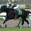 チャレンジカップ(Ｇ３)｜重賞データ/単勝オッズ・枠順・ローテーション傾向分析【阪神芝1800m】