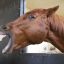 【競馬談義】【GⅠフェブラリーステークス】懐かしのＧⅠ昇格元年のフェブラリーステークスとは？【No.22】