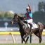 【中京記念 2017】【函館2歳ステークス 2017】本命馬予想｜予想オッズ10.2ワンアンドオンリー復活に期待！！