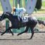 【エルムステークス 2017】暑い夏に主役を示唆するあの馬のサイン予想！！