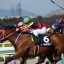 【京成杯オータムハンデ2017】サマーマイルのサイン予想から狙うは3歳馬！