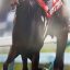 【天皇賞秋・ジャパンカップ・有馬記念 2017】キタサンブラックが帰厩、秋古馬三冠へ始動！！【競馬女子コラム】