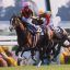 【菊花賞 2017】デルタブルースの再来？を予想するサイン予想！！