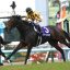 【エリザベス女王杯 2017】予想家5人が真剣勝負！軸馬を発表！！