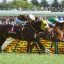 【エリザベス女王杯 2017】回顧｜勝ち馬モズカッチャンの血統配合と今後の活躍の場は！？血統成分理論も少し公開！！