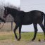 【新馬戦2018】Load to クラシック｜外国産馬アポロテネシーが圧勝！！